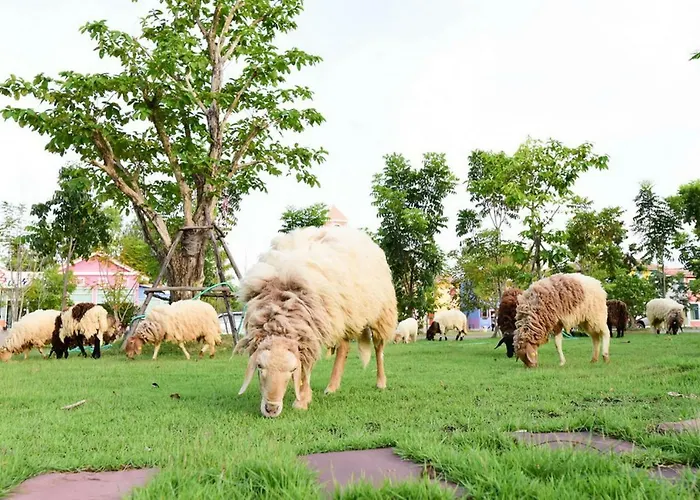 รีสอร์ท บูราโน